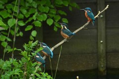 vogel2 3-2 cropped.jpg